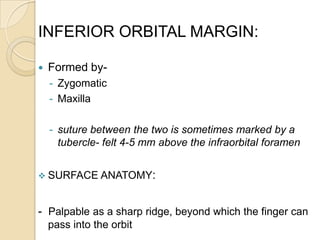 INFERIOR ORBITAL MARGIN:

   Formed by-
    - Zygomatic
    - Maxilla

    - suture between the two is sometimes marked by a
      tubercle- felt 4-5 mm above the infraorbital foramen


 SURFACE ANATOMY:



- Palpable as a sharp ridge, beyond which the finger can
    pass into the orbit
 