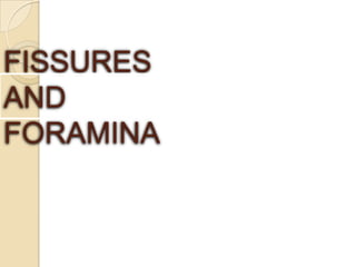 FISSURES
AND
FORAMINA
 
