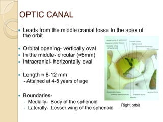 OPTIC CANAL
   Leads from the middle cranial fossa to the apex of
    the orbit

   Orbital opening- vertically oval
   In the middle- circular (≈5mm)
   Intracranial- horizontally oval

   Length ≈ 8-12 mm
    - Attained at 4-5 years of age

   Boundaries-
    - Medially- Body of the sphenoid
                                               Right orbit
    - Laterally- Lesser wing of the sphenoid
 