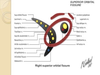 SUPERIOR ORBITAL
                                 FISSURE




Right superior orbital fissure
 
