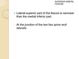 SUPERIOR ORBITAL
                                    FISSURE



   Lateral superior part of the fissure is narrower
    than the medial inferior part.

-   At the junction of the two lies spina recti
    lateralis
 