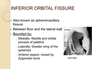 INFERIOR ORBITAL FISSURE

   Also known as sphenomaxillary
    fissure
   Between floor and the lateral wall
   Bounded by-
      o Medially- Maxilla and orbital
        process of palatine
      o Laterally- Greater wing of the
        sphenoid
      o Anterior aspect- closed by
        Zygomatic bone                   Left orbit
 