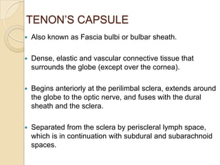 TENON’S CAPSULE
   Also known as Fascia bulbi or bulbar sheath.

   Dense, elastic and vascular connective tissue that
    surrounds the globe (except over the cornea).

   Begins anteriorly at the perilimbal sclera, extends around
    the globe to the optic nerve, and fuses with the dural
    sheath and the sclera.

   Separated from the sclera by periscleral lymph space,
    which is in continuation with subdural and subarachnoid
    spaces.
 