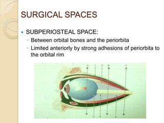 SURGICAL SPACES

   SUBPERIOSTEAL SPACE:
    ◦ Between orbital bones and the periorbita
    ◦ Limited anteriorly by strong adhesions of periorbita to
      the orbital rim
 