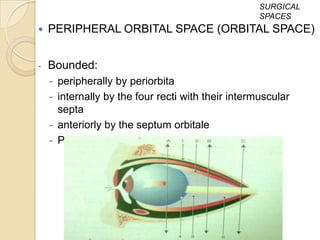 SURGICAL
                                                    SPACES
   PERIPHERAL ORBITAL SPACE (ORBITAL SPACE)


-   Bounded:
    - peripherally by periorbita
    - internally by the four recti with their intermuscular
      septa
    - anteriorly by the septum orbitale
    - Posteriorly, it merges with the central space
 