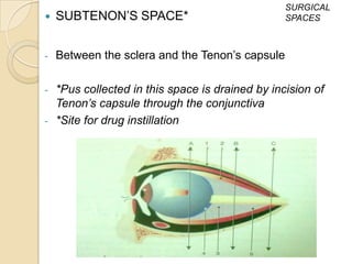 SURGICAL
   SUBTENON’S SPACE*                             SPACES



-   Between the sclera and the Tenon’s capsule

-   *Pus collected in this space is drained by incision of
    Tenon’s capsule through the conjunctiva
-   *Site for drug instillation
 