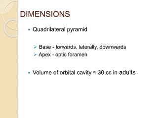 DIMENSIONS
 Quadrilateral pyramid
 Base - forwards, laterally, downwards
 Apex - optic foramen
 Volume of orbital cavity ≈ 30 cc in adults
 