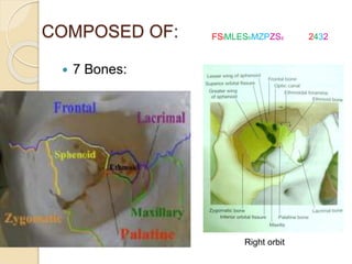 COMPOSED OF:
 7 Bones:
 Ethmoid
 Frontal
 Lacrimal
 Maxillary
 Palatine
 Sphenoid
 Zygomatic
Right orbit
FSlMLESbMZPZSz 2432
 