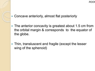  Concave anteriorly, almost flat posteriorly
 The anterior concavity is greatest about 1.5 cm from
the orbital margin & corresponds to the equator of
the globe.
 Thin, transluscent and fragile (except the lesser
wing of the sphenoid)
ROOF
 