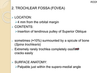 2. TROCHLEAR FOSSA (FOVEA)
 LOCATION:
4 mm from the orbital margin
 CONTENTS:
insertion of tendinous pulley of Superior Oblique
o sometimes (≈10%) surmounted by a spicule of bone
(Spina trochlearis)
o Extremely rarely trochlea completely ossified
cracks easily
 SURFACE ANATOMY:
Palpable just within the supero-medial angle
ROOF
 