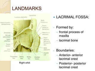 LANDMARKS
 LACRIMAL FOSSA:
- Formed by:
- frontal process of
maxilla
- lacrimal bone
- Boundaries:
- Anterior- anterior
lacrimal crest
- Posterior- posterior
lacrimal crest
Right orbit
 