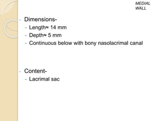 - Dimensions-
- Length≈ 14 mm
- Depth≈ 5 mm
- Continuous below with bony nasolacrimal canal
- Content-
- Lacrimal sac
MEDIAL
WALL
 