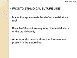 FRONTO ETHMOIDAL SUTURE LINE
- Marks the approximate level of ethmoidal sinus
roof
- Breach of this suture may open the frontal sinus,
or the cranial cavity
- Anterior and posterior ethmoidal foramina are
present in the suture line
MEDIAL WALL
 