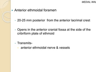 Anterior ethmoidal foramen
- 20-25 mm posterior from the anterior lacrimal crest
- Opens in the anterior cranial fossa at the side of the
cribriform plate of ethmoid
- Transmits-
- anterior ethmoidal nerve & vessels
MEDIAL WAL
 