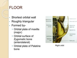 FLOOR
• Shortest orbital wall
• Roughly triangular
• Formed by-
• Orbital plate of maxilla
(major)
• Orbital surface of
Zygomatic bone
(anterolateral)
• Orbital plate of Palatine
bone
Right orbit
 