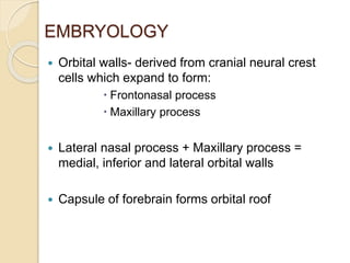 EMBRYOLOGY
 Orbital walls- derived from cranial neural crest
cells which expand to form:
 Frontonasal process
 Maxillary process
 Lateral nasal process + Maxillary process =
medial, inferior and lateral orbital walls
 Capsule of forebrain forms orbital roof
 