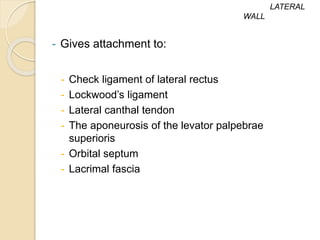 - Gives attachment to:
- Check ligament of lateral rectus
- Lockwood’s ligament
- Lateral canthal tendon
- The aponeurosis of the levator palpebrae
superioris
- Orbital septum
- Lacrimal fascia
LATERAL
WALL
 