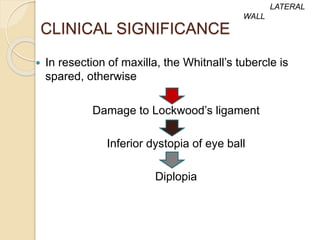 CLINICAL SIGNIFICANCE
 In resection of maxilla, the Whitnall’s tubercle is
spared, otherwise
Damage to Lockwood’s ligament
Inferior dystopia of eye ball
Diplopia
LATERAL
WALL
 