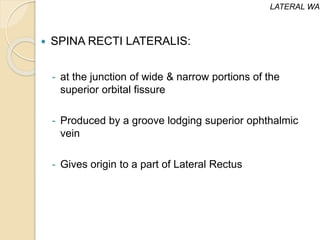  SPINA RECTI LATERALIS:
- at the junction of wide & narrow portions of the
superior orbital fissure
- Produced by a groove lodging superior ophthalmic
vein
- Gives origin to a part of Lateral Rectus
LATERAL WAL
 