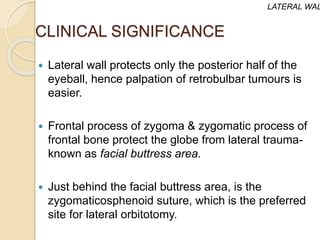 CLINICAL SIGNIFICANCE
 Lateral wall protects only the posterior half of the
eyeball, hence palpation of retrobulbar tumours is
easier.
 Frontal process of zygoma & zygomatic process of
frontal bone protect the globe from lateral trauma-
known as facial buttress area.
 Just behind the facial buttress area, is the
zygomaticosphenoid suture, which is the preferred
site for lateral orbitotomy.
LATERAL WAL
 