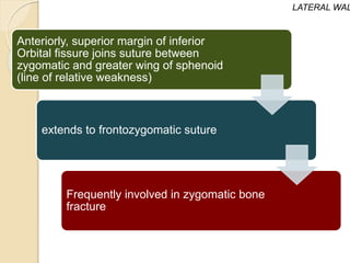 Anteriorly, superior margin of inferior
Orbital fissure joins suture between
zygomatic and greater wing of sphenoid
(line of relative weakness)
extends to frontozygomatic suture
Frequently involved in zygomatic bone
fracture
LATERAL WAL
 