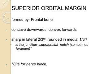 SUPERIOR ORBITAL MARGIN
- formed by- Frontal bone
- concave downwards, convex forwards
- sharp in lateral 2/3rd ,rounded in medial 1/3rd
- at the junction- supraorbital notch (sometimes
foramen)*
- *Site for nerve block.
 