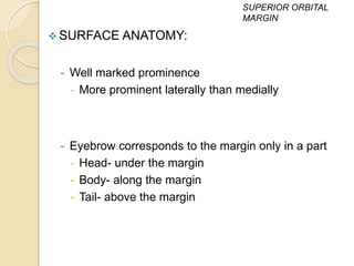 SURFACE ANATOMY:
- Well marked prominence
- More prominent laterally than medially
- Eyebrow corresponds to the margin only in a part
- Head- under the margin
- Body- along the margin
- Tail- above the margin
SUPERIOR ORBITAL
MARGIN
 