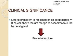 CLINICAL SIGNIFICANCE
 Lateral orbital rim is recessed on its deep aspect ≈
0.75 cm above the rim margin to accommodate the
lacrimal gland
Prone to fracture
LATERAL ORBITAL
MARGIN
 