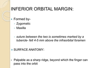 INFERIOR ORBITAL MARGIN:
 Formed by-
- Zygomatic
- Maxilla
- suture between the two is sometimes marked by a
tubercle- felt 4-5 mm above the infraorbital foramen
 SURFACE ANATOMY:
- Palpable as a sharp ridge, beyond which the finger can
pass into the orbit
 