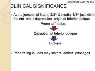 CLINICAL SIGNIFICANCE
 At the junction of lateral 2/3rd & medial 1/3rd just within
the rim- small depression- origin of Inferior oblique
Prone to fracture
Disruption of Inferior oblique
Diplopia
 Penetrating injuries may severe lacrimal passages
INFERIOR ORBITAL MAR
 