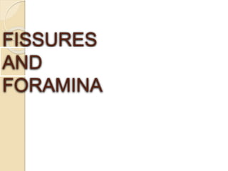 FISSURES
AND
FORAMINA
 