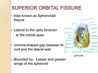 SUPERIOR ORBITAL FISSURE
 Also known as Sphenoidal
fissure
 Lateral to the optic foramen
at the orbital apex
 comma-shaped gap between the
roof and the lateral wall
 Bounded by- Lesser and greater
wings of the sphenoid
Left orbit
 