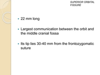  22 mm long
 Largest communication between the orbit and
the middle cranial fossa
 Its tip lies 30-40 mm from the frontozygomatic
suture
SUPERIOR ORBITAL
FISSURE
 
