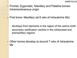  Frontal, Zygomatic, Maxillary and Palatine bones-
Intramembranous origin
 First bone- Maxillary (at 6 wks of intrauterine life)
- develops from elements in the region of the canine tooth
- secondary ossification centres in the orbitonasal and
premaxillary regions
 Other bones develop at around 7 wks of intrauterine
life
EMBRYOLOG
 