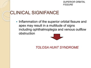 CLINICAL SIGNIFANCE
 Inflammation of the superior orbital fissure and
apex may result in a multitude of signs
including ophthalmoplegia and venous outflow
obstruction
TOLOSA HUNT SYNDROME
SUPERIOR ORBITAL
FISSURE
 