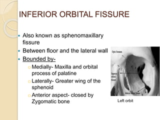 INFERIOR ORBITAL FISSURE
 Also known as sphenomaxillary
fissure
 Between floor and the lateral wall
 Bounded by-
oMedially- Maxilla and orbital
process of palatine
oLaterally- Greater wing of the
sphenoid
oAnterior aspect- closed by
Zygomatic bone Left orbit
 