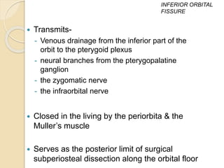  Transmits-
- Venous drainage from the inferior part of the
orbit to the pterygoid plexus
- neural branches from the pterygopalatine
ganglion
- the zygomatic nerve
- the infraorbital nerve
 Closed in the living by the periorbita & the
Muller’s muscle
 Serves as the posterior limit of surgical
subperiosteal dissection along the orbital floor
INFERIOR ORBITAL
FISSURE
 