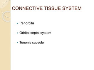 CONNECTIVE TISSUE SYSTEM
 Periorbita
 Orbital septal system
 Tenon’s capsule
 
