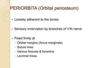 PERIORBITA (Orbital periosteum)
 Loosely adherent to the bones
 Sensory innervation by branches of V’th nerve
 Fixed firmly at
- Orbital margins (Arcus marginale)
- Suture lines
- Various fissures & foramina
- Lacrimal fossa
 
