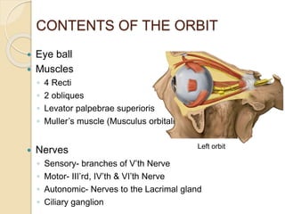 CONTENTS OF THE ORBIT
 Eye ball
 Muscles
◦ 4 Recti
◦ 2 obliques
◦ Levator palpebrae superioris
◦ Muller’s muscle (Musculus orbitalis)
 Nerves
◦ Sensory- branches of V’th Nerve
◦ Motor- III’rd, IV’th & VI’th Nerve
◦ Autonomic- Nerves to the Lacrimal gland
◦ Ciliary ganglion
Left orbit
 