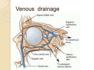 Venous drainage
 