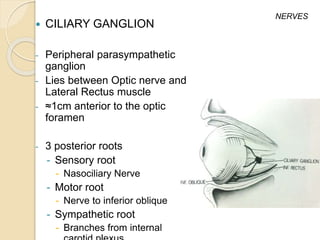  CILIARY GANGLION
- Peripheral parasympathetic
ganglion
- Lies between Optic nerve and
Lateral Rectus muscle
- ≈1cm anterior to the optic
foramen
- 3 posterior roots
- Sensory root
- Nasociliary Nerve
- Motor root
- Nerve to inferior oblique
- Sympathetic root
- Branches from internal
NERVES
 