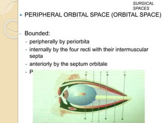  PERIPHERAL ORBITAL SPACE (ORBITAL SPACE)
- Bounded:
- peripherally by periorbita
- internally by the four recti with their intermuscular
septa
- anteriorly by the septum orbitale
- Posteriorly, it merges with the central space
SURGICAL
SPACES
 