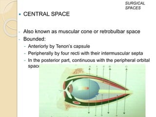  CENTRAL SPACE
- Also known as muscular cone or retrobulbar space
- Bounded:
- Anteriorly by Tenon’s capsule
- Peripherally by four recti with their intermuscular septa
- In the posterior part, continuous with the peripheral orbital
space
SURGICAL
SPACES
 