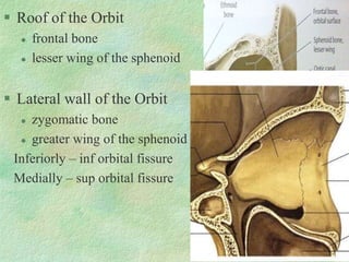  Roof of the Orbit
 frontal bone
 lesser wing of the sphenoid
 Lateral wall of the Orbit
 zygomatic bone
 greater wing of the sphenoid
Inferiorly – inf orbital fissure
Medially – sup orbital fissure
 