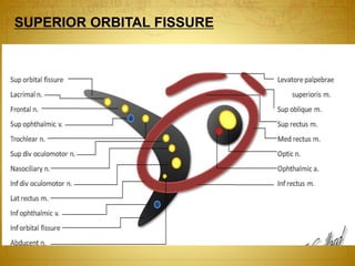 SUPERIOR ORBITAL FISSURE
 