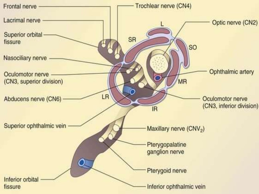 Orbit Anatomy