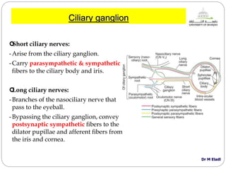 Long Ciliary Nerve