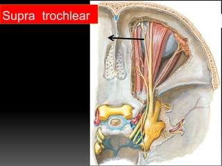 Supra trochlear
 