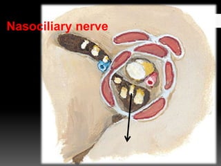 Nasociliary nerve
 